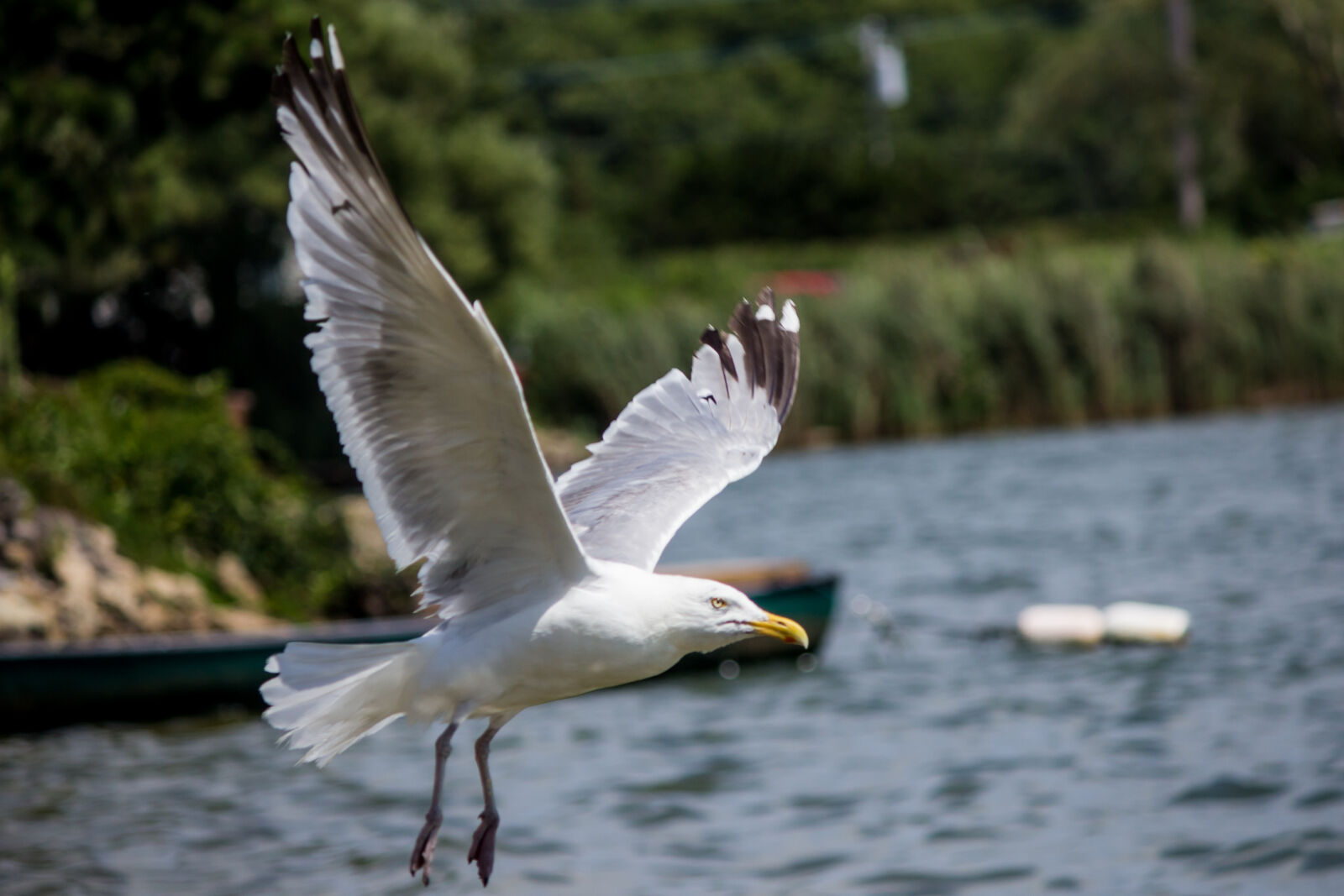 Canon EOS 600D (Rebel EOS T3i / EOS Kiss X5) sample photo. Seagull photography