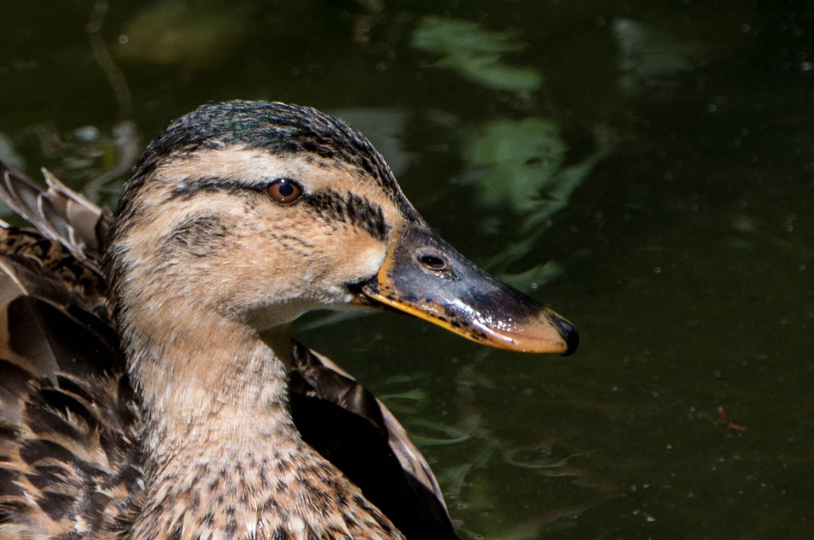 Nikon D7200 sample photo. Duck, animals, bird photography