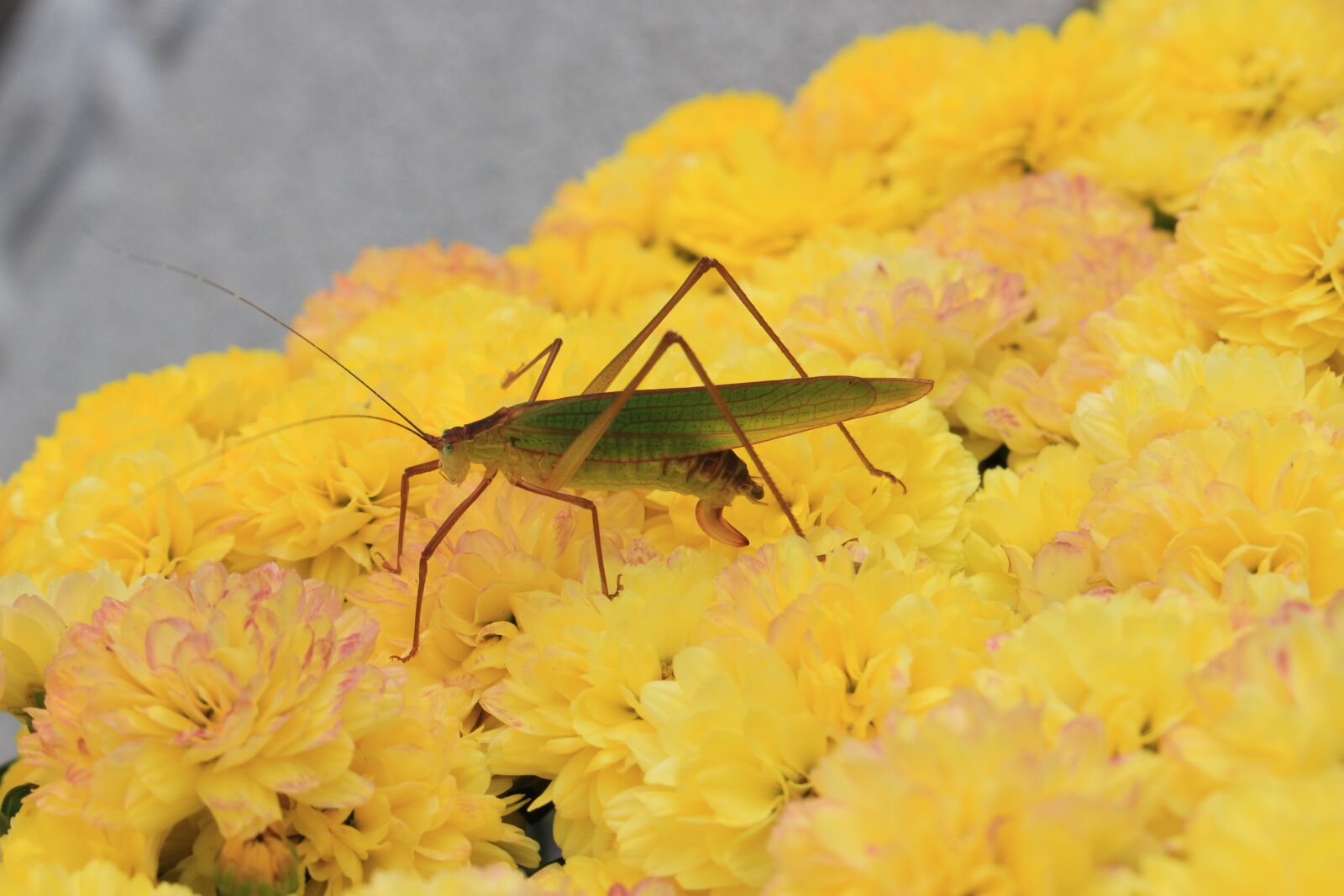 Canon EOS 100D (EOS Rebel SL1 / EOS Kiss X7) sample photo. Grasshopper, larva, chrysanthemum photography