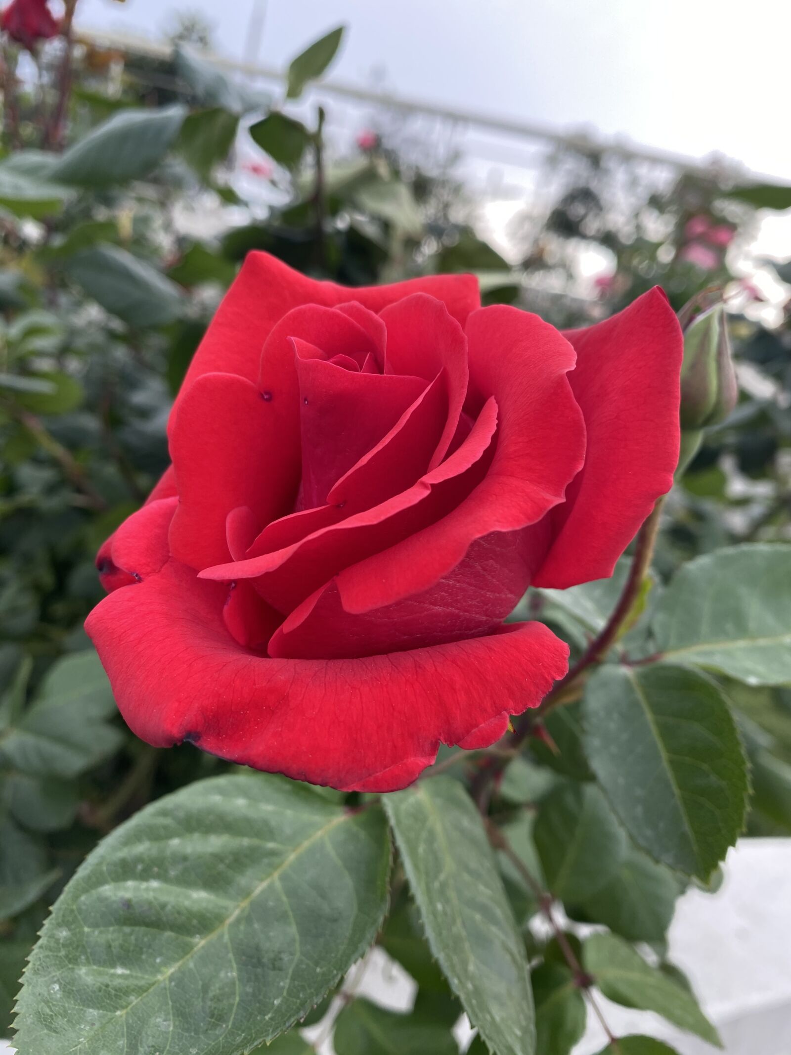 Apple iPhone 11 sample photo. Red rose, i miss photography