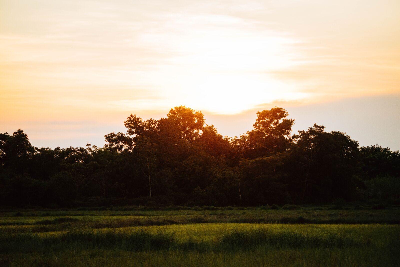 Nikon D5500 sample photo. Sky, cornfield, the forests photography