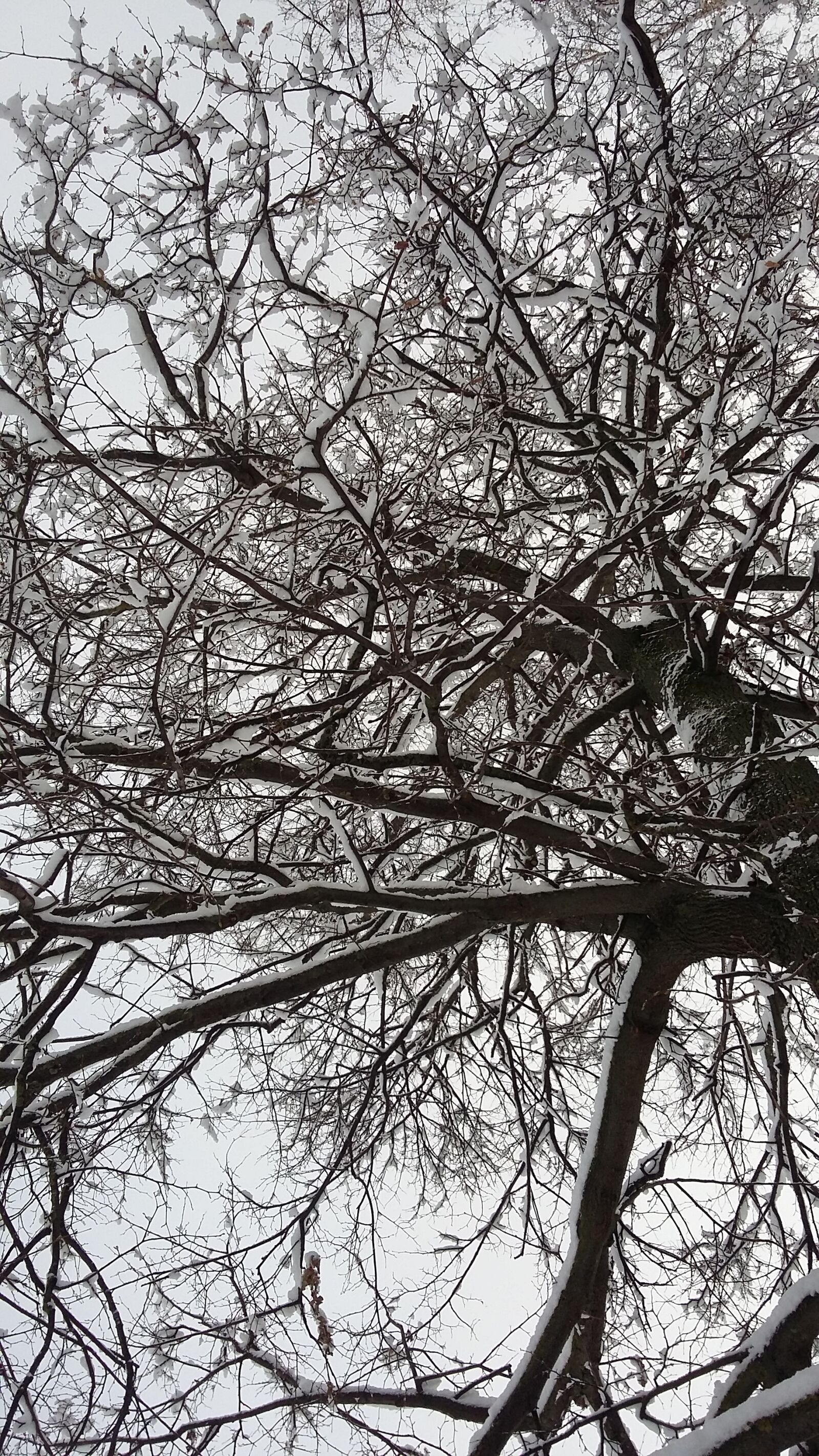 Samsung Galaxy A3 sample photo. Tree, snow, winter photography