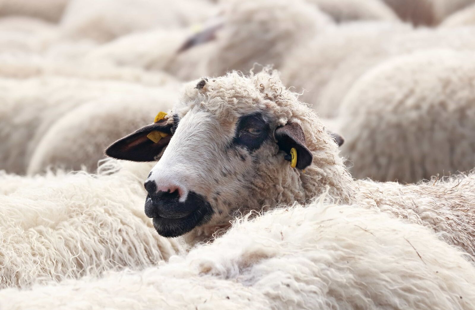 Canon EOS 80D sample photo. Nature, merino, sheep, lamb photography