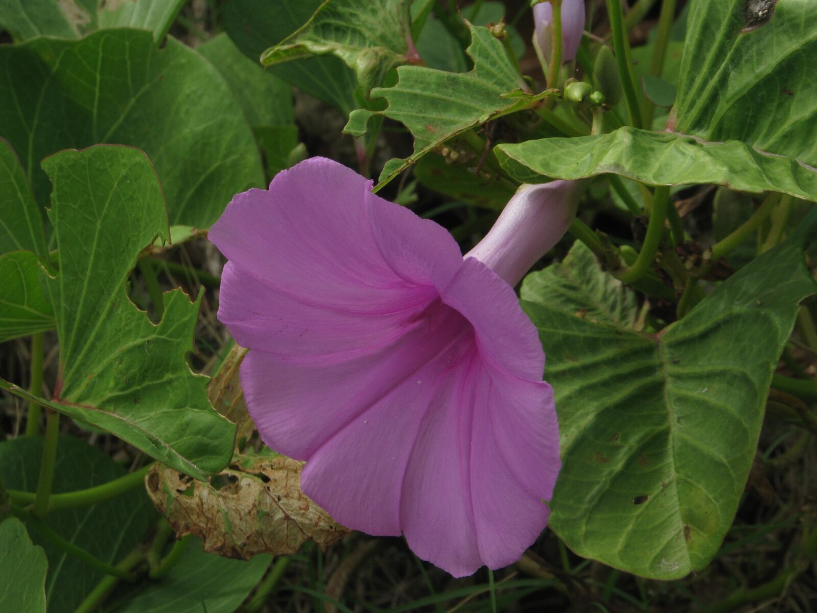 Canon POWERSHOT S5 IS sample photo. Thiagoribeiro, flower, rosa photography
