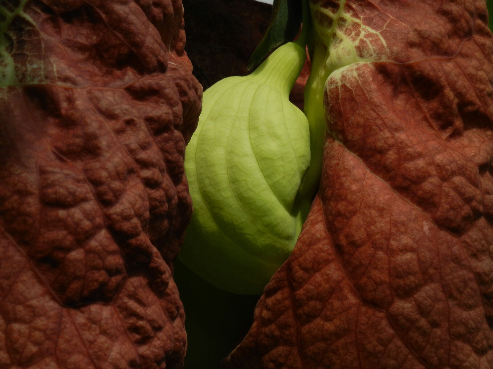Nikon Coolpix S8100 sample photo. Leaf, plant, exotic photography