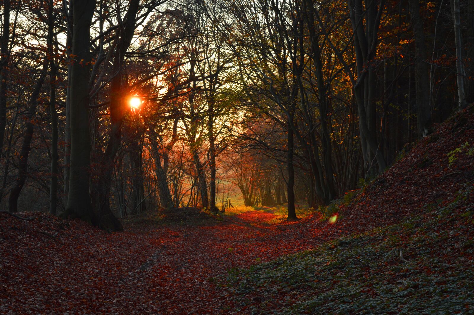 Nikon D3200 sample photo. Forest, sun, abendstimmung photography