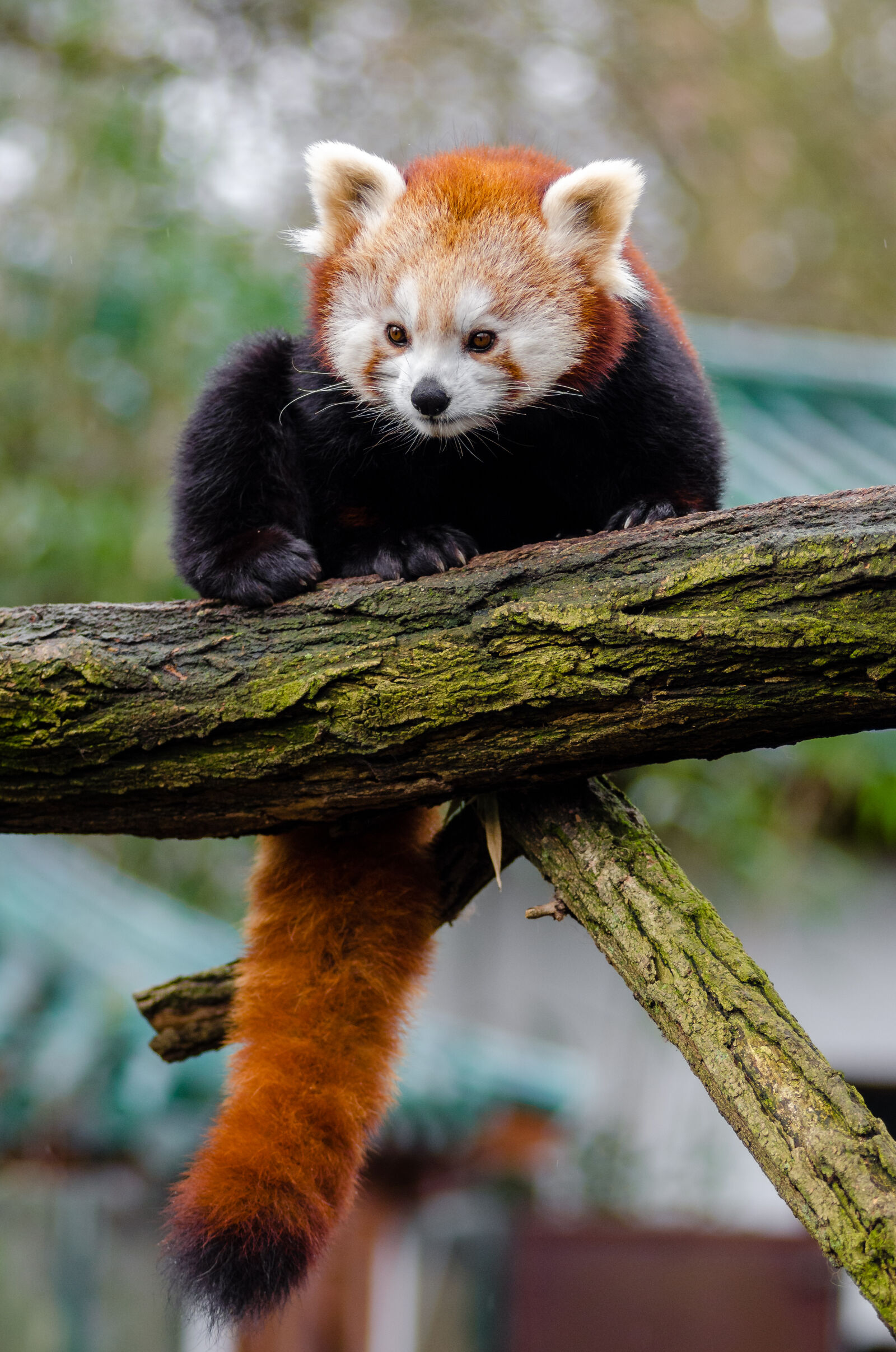 AF Zoom-Nikkor 80-200mm f/2.8 ED sample photo