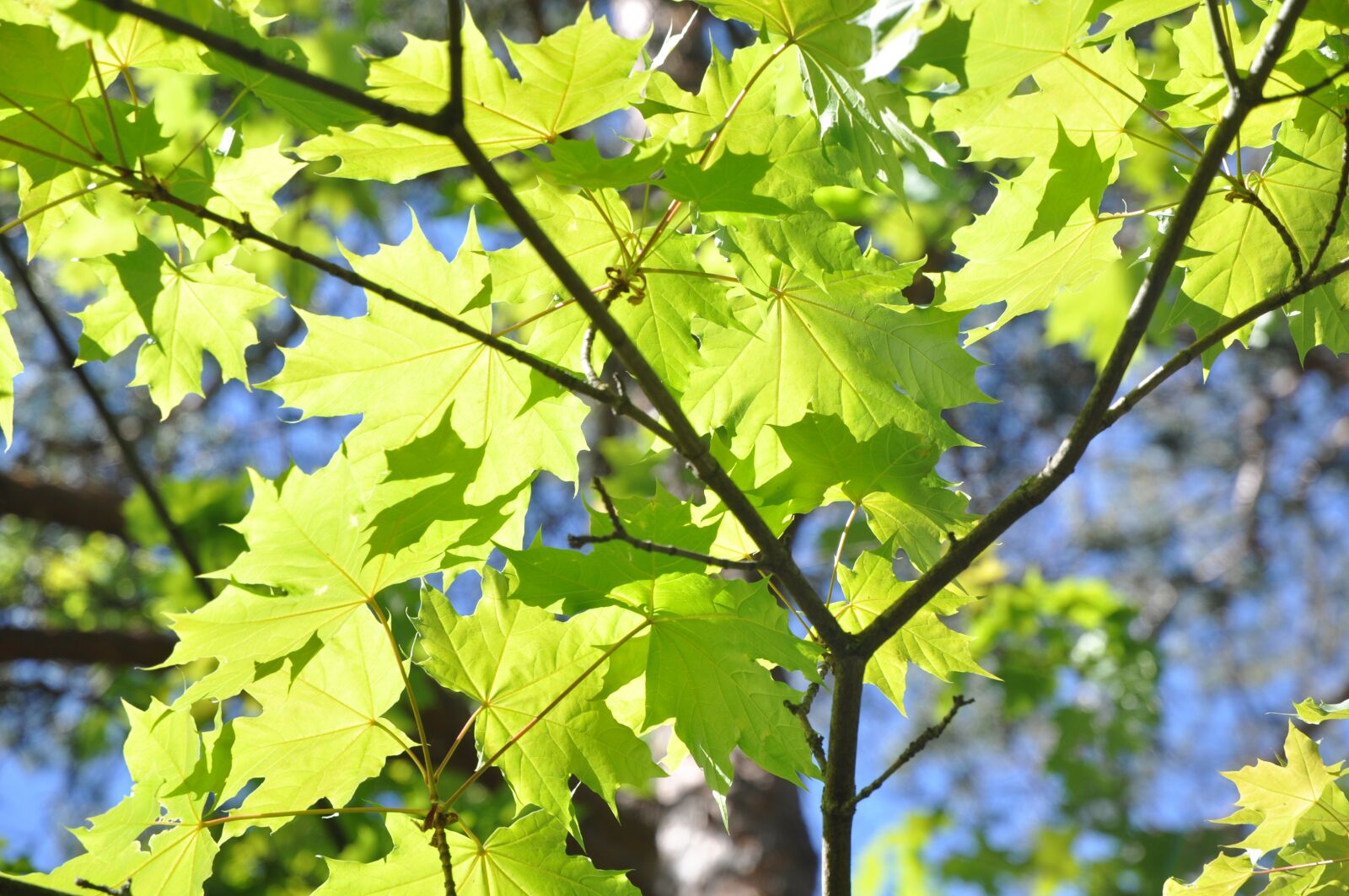 Nikon D90 sample photo. Maple leaves, tree, branch photography