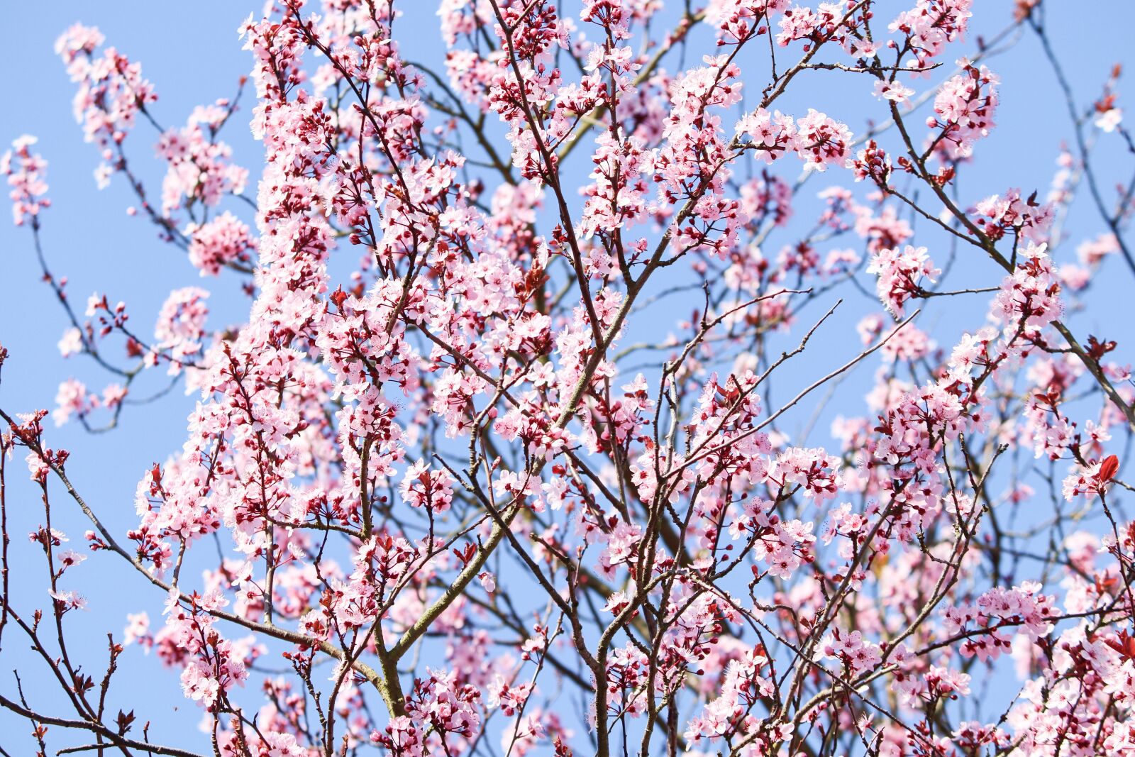 Canon EOS 200D (EOS Rebel SL2 / EOS Kiss X9) sample photo. Flowering cherry, japanese, prunus photography