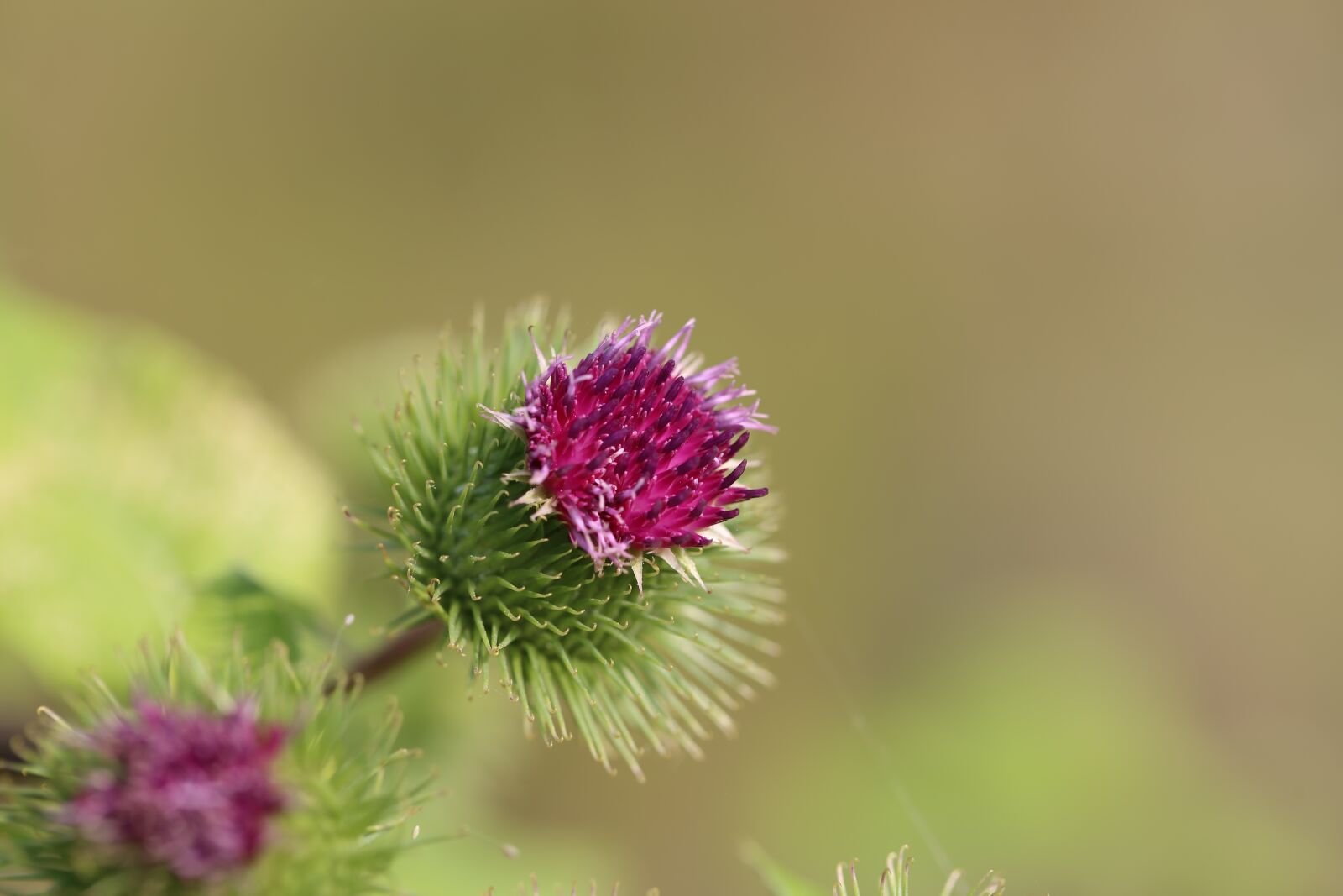 Canon EF 100mm F2.8L Macro IS USM sample photo. Thistle, plant, nature photography