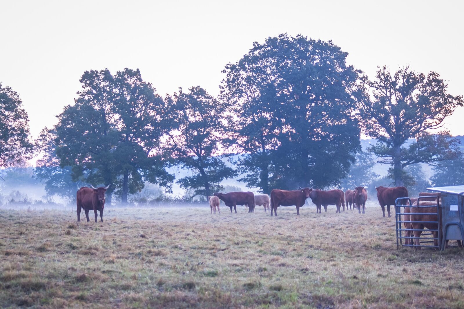 Nikon D40 sample photo. Cow, morning, mist photography