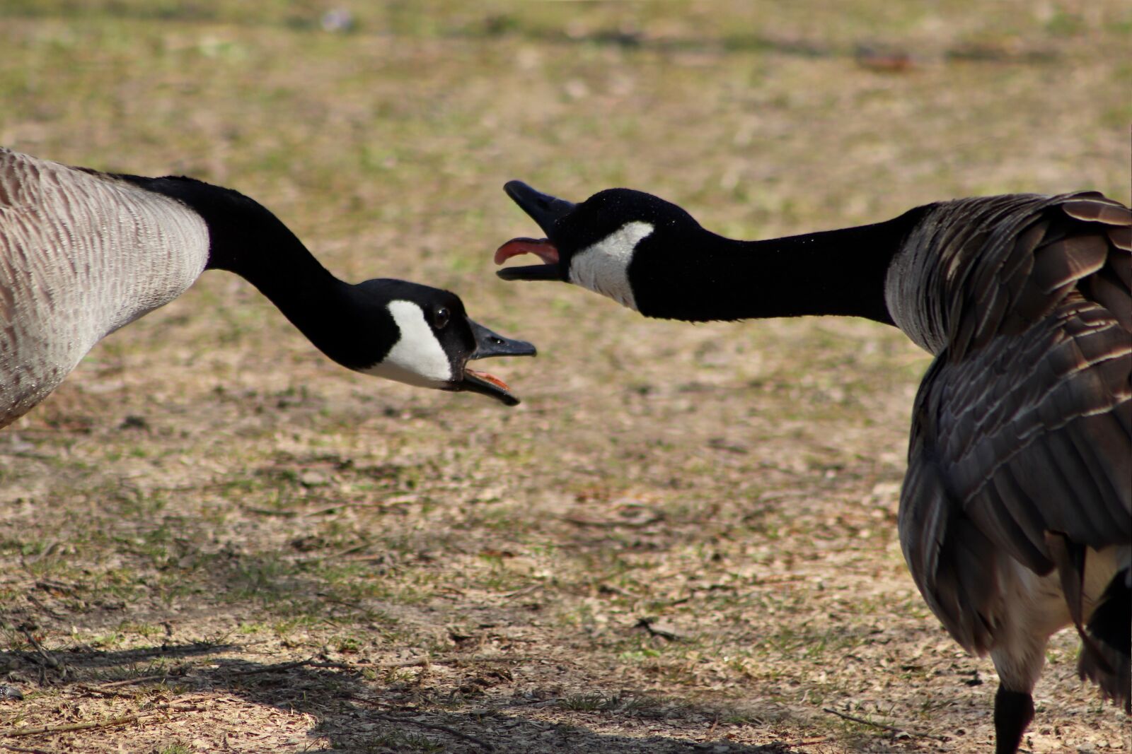 Canon EOS 77D (EOS 9000D / EOS 770D) sample photo. Canada geese, geese, welcome photography
