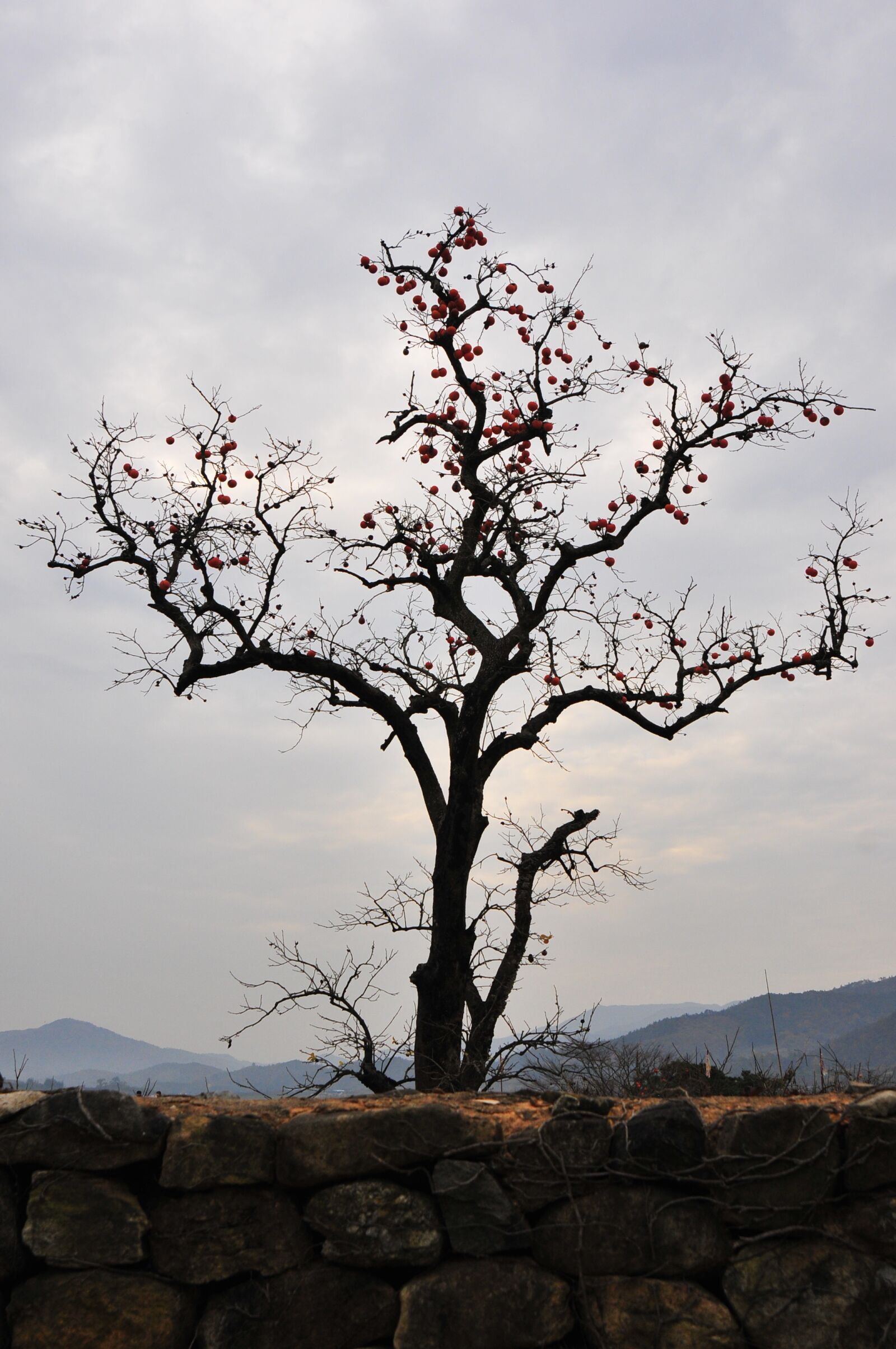 Nikon D300 sample photo. Tree, branches, fruit photography