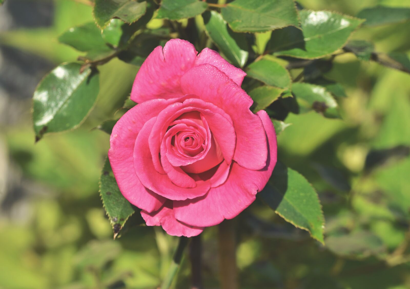 Nikon D7200 sample photo. Rose, rose bloom, garden photography