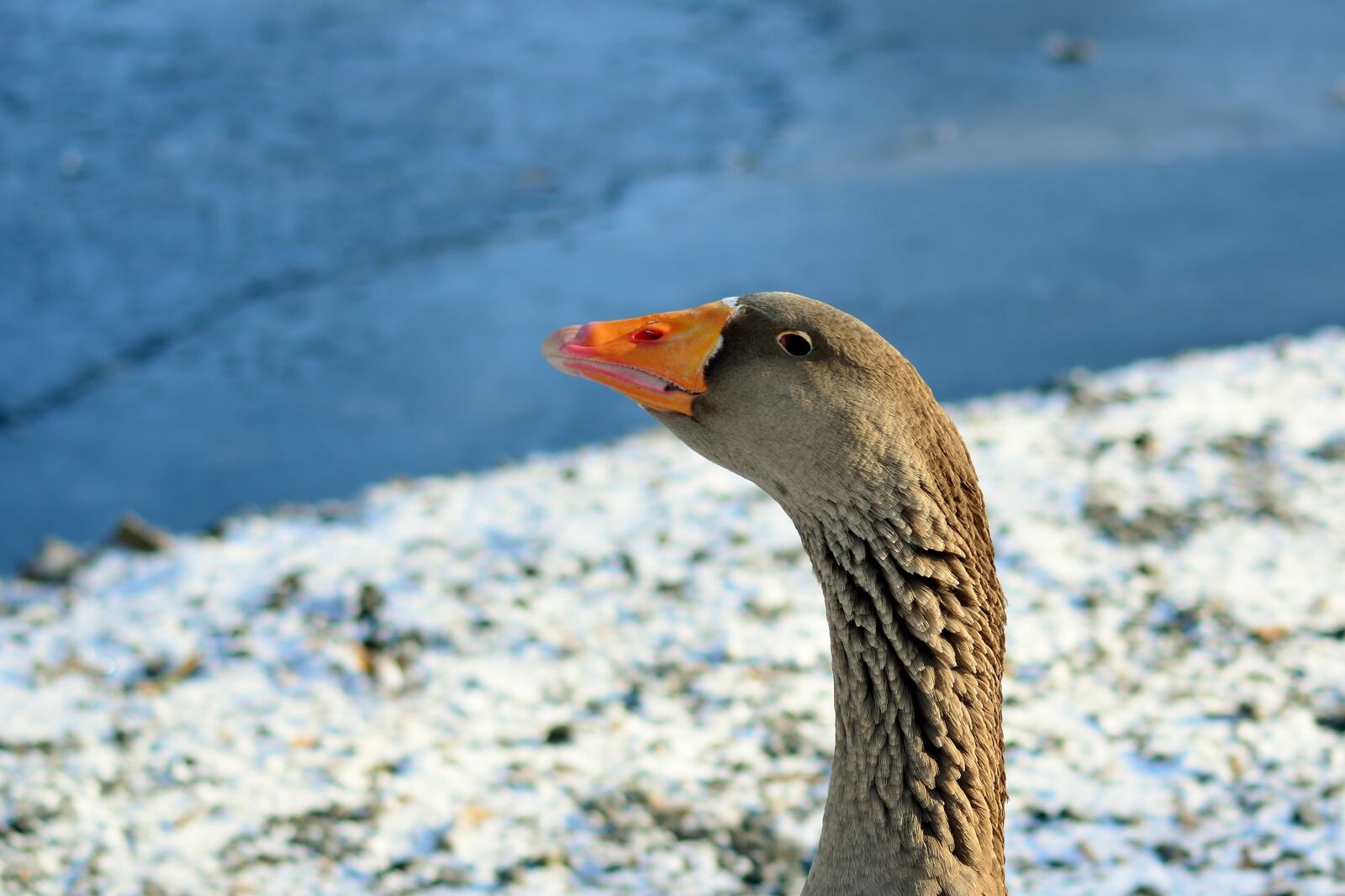 Nikon D5200 sample photo. Greylag goose, cold, water photography