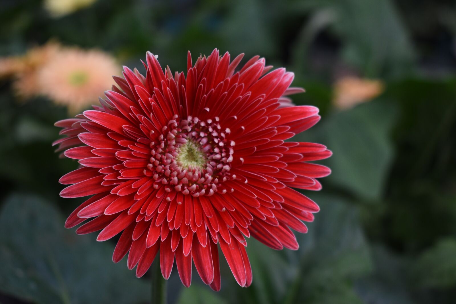 Nikon D5600 sample photo. Daisy, flower, plant photography