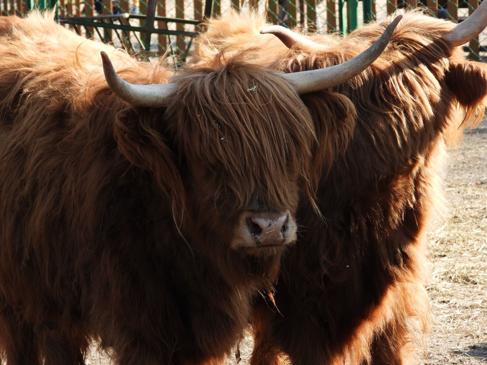 Nikon Coolpix P1000 sample photo. Bull, highland, cow photography