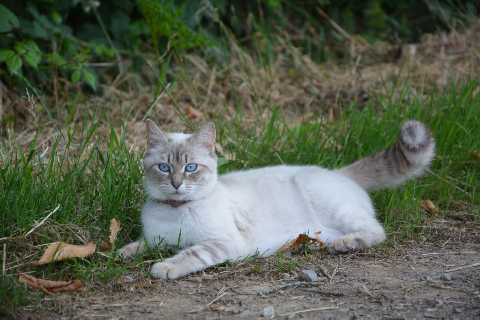 Nikon D5200 sample photo. Cat, rest, domestic animal photography