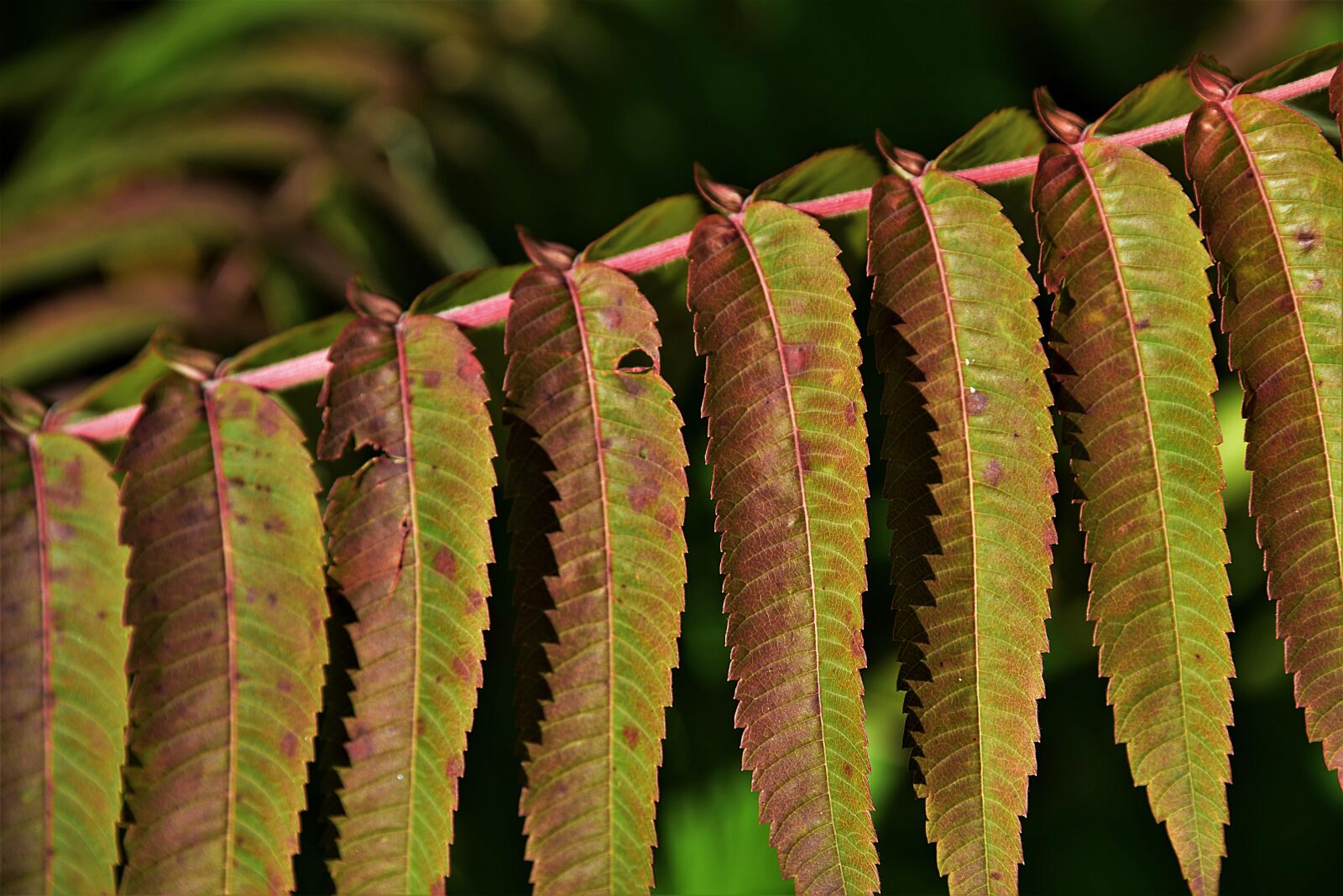 Nikon D750 sample photo. Fall leaves, nature, autumn photography