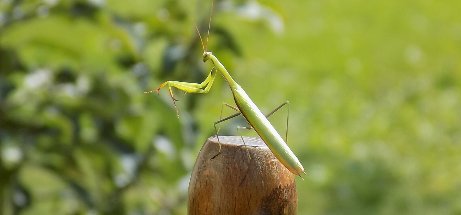 Nikon COOLPIX L340 sample photo. Praying mantis, animal, nature photography