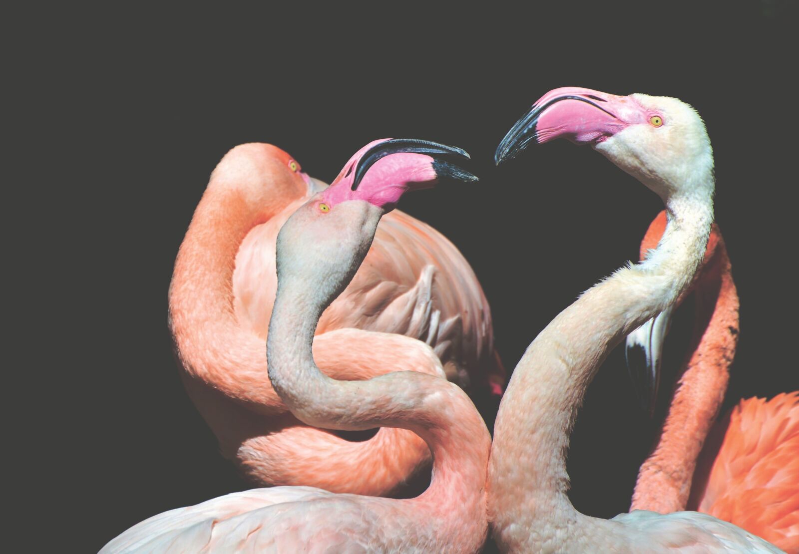 Nikon D3200 sample photo. Flamingo, white flamingo, bird photography