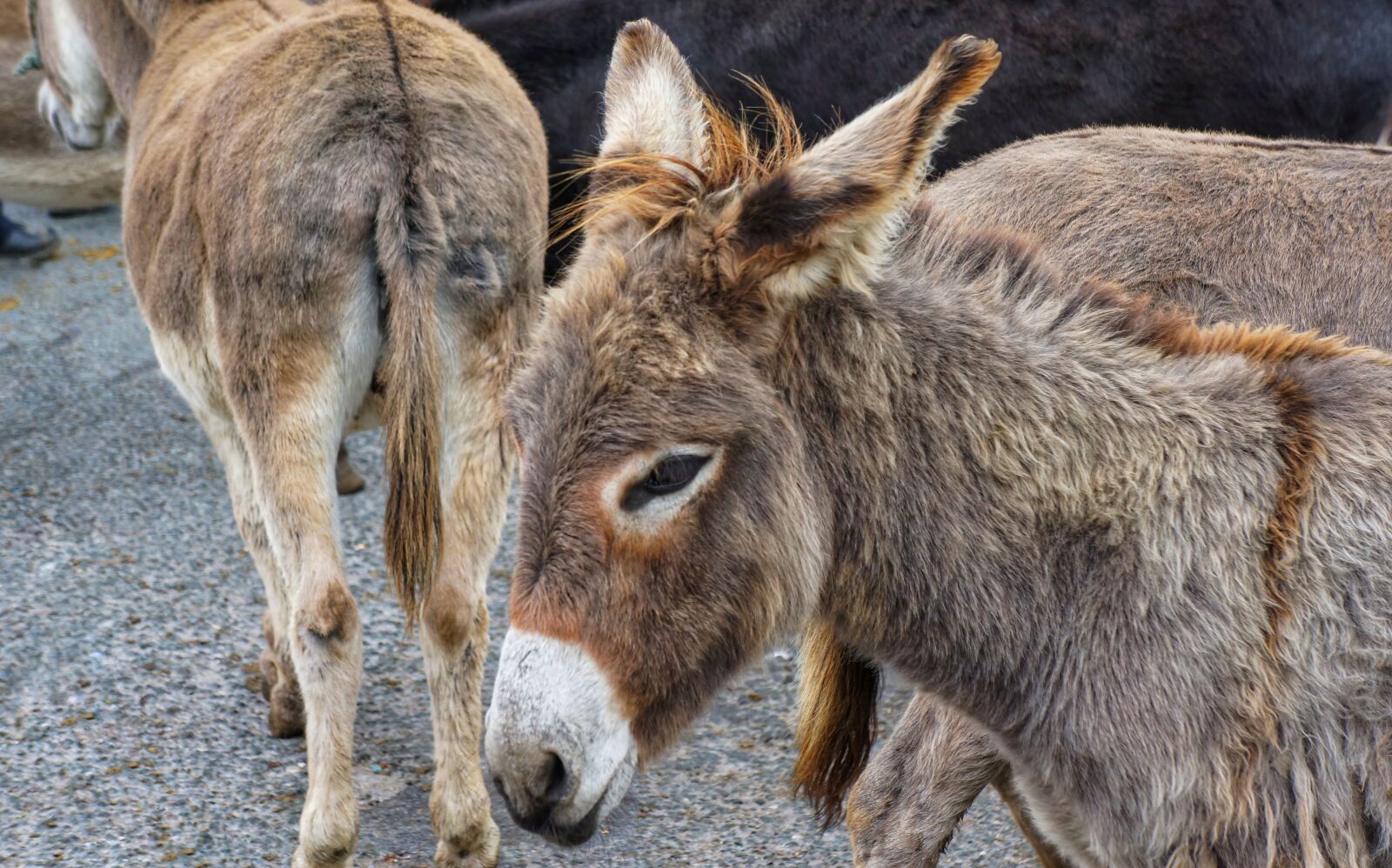 Sony Alpha NEX-7 + Sony E 18-55mm F3.5-5.6 OSS sample photo. Donkey, ass, horse fair photography