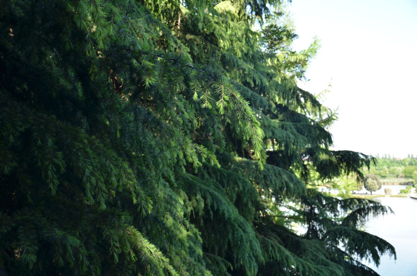 Nikon D7000 sample photo. Tree, nature, leaf photography