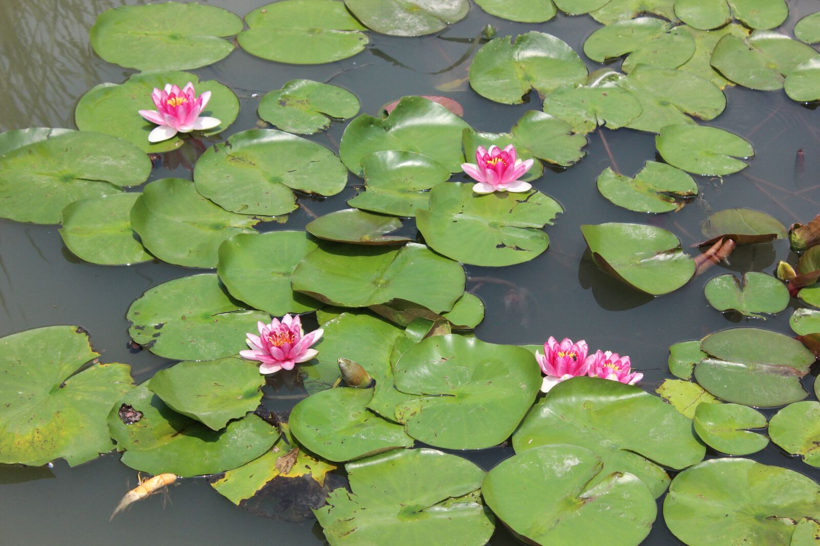 Canon EOS 600D (Rebel EOS T3i / EOS Kiss X5) sample photo. Pond, lotus, lily photography