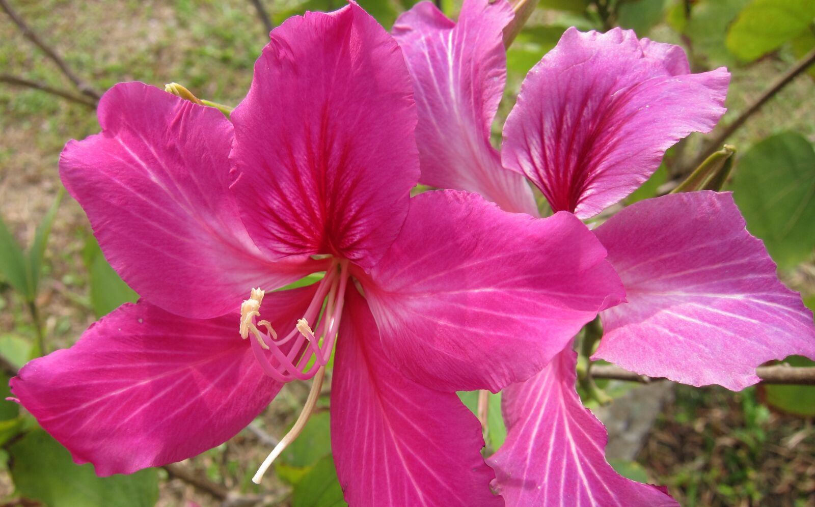 Canon PowerShot S95 sample photo. Bauhinia blakeana, flower, bloom photography