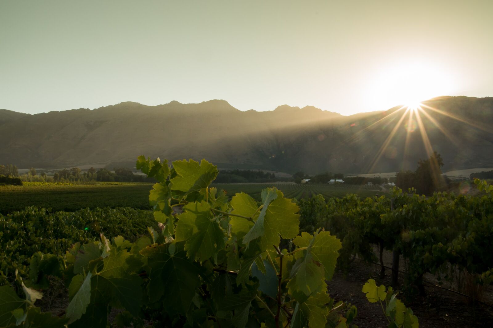 Sigma AF 10-20mm F4-5.6 EX DC sample photo. Sunray, mountain, grapevines photography