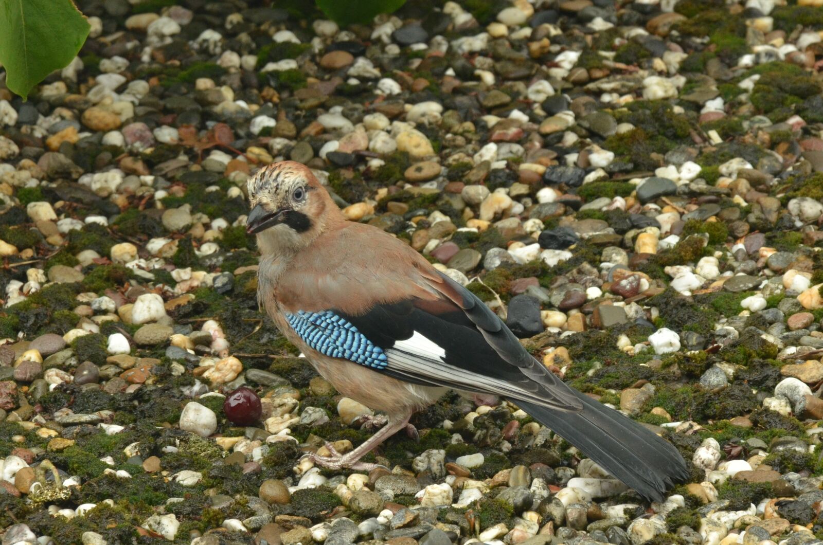 Nikon D7000 sample photo. Jay, eurasian jay, bird photography