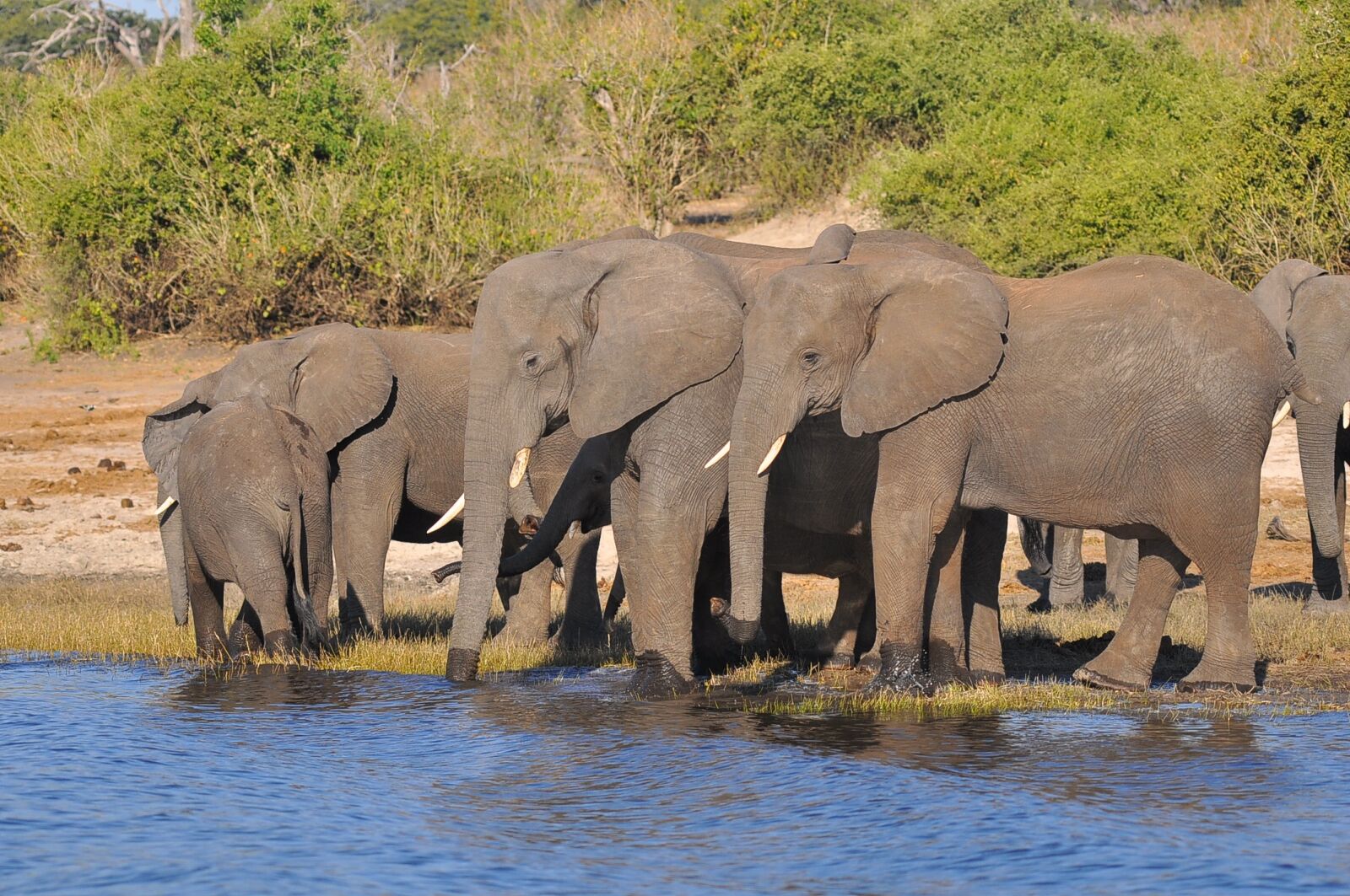 Nikon D90 sample photo. Elephant, wildlife, mammal photography