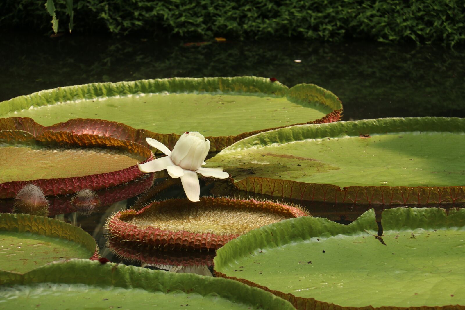 Canon EF-S 18-200mm F3.5-5.6 IS sample photo. Water lily, flower, plant photography