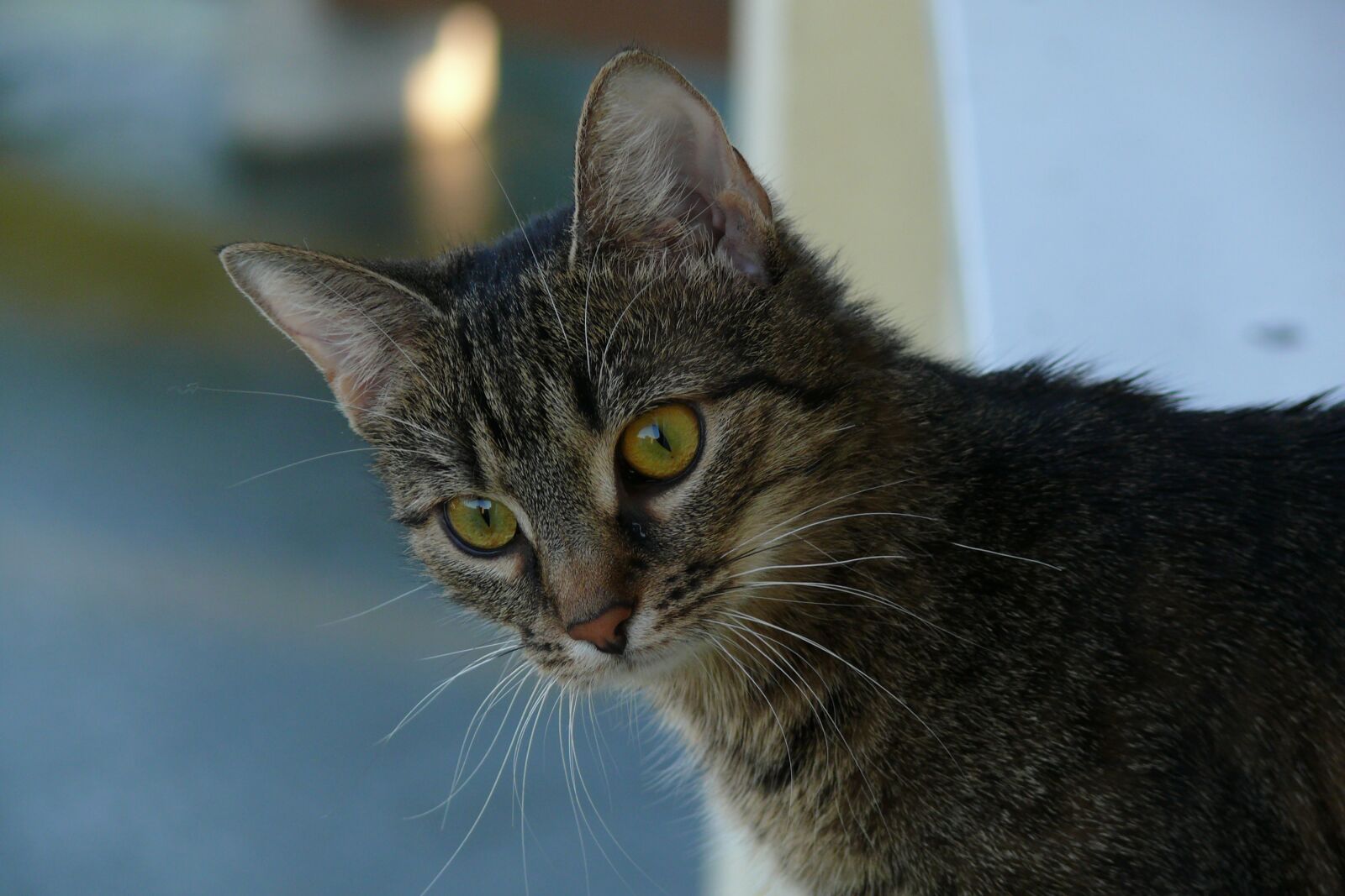 Panasonic DMC-FZ50 sample photo. Cat, domestic cat, animal photography