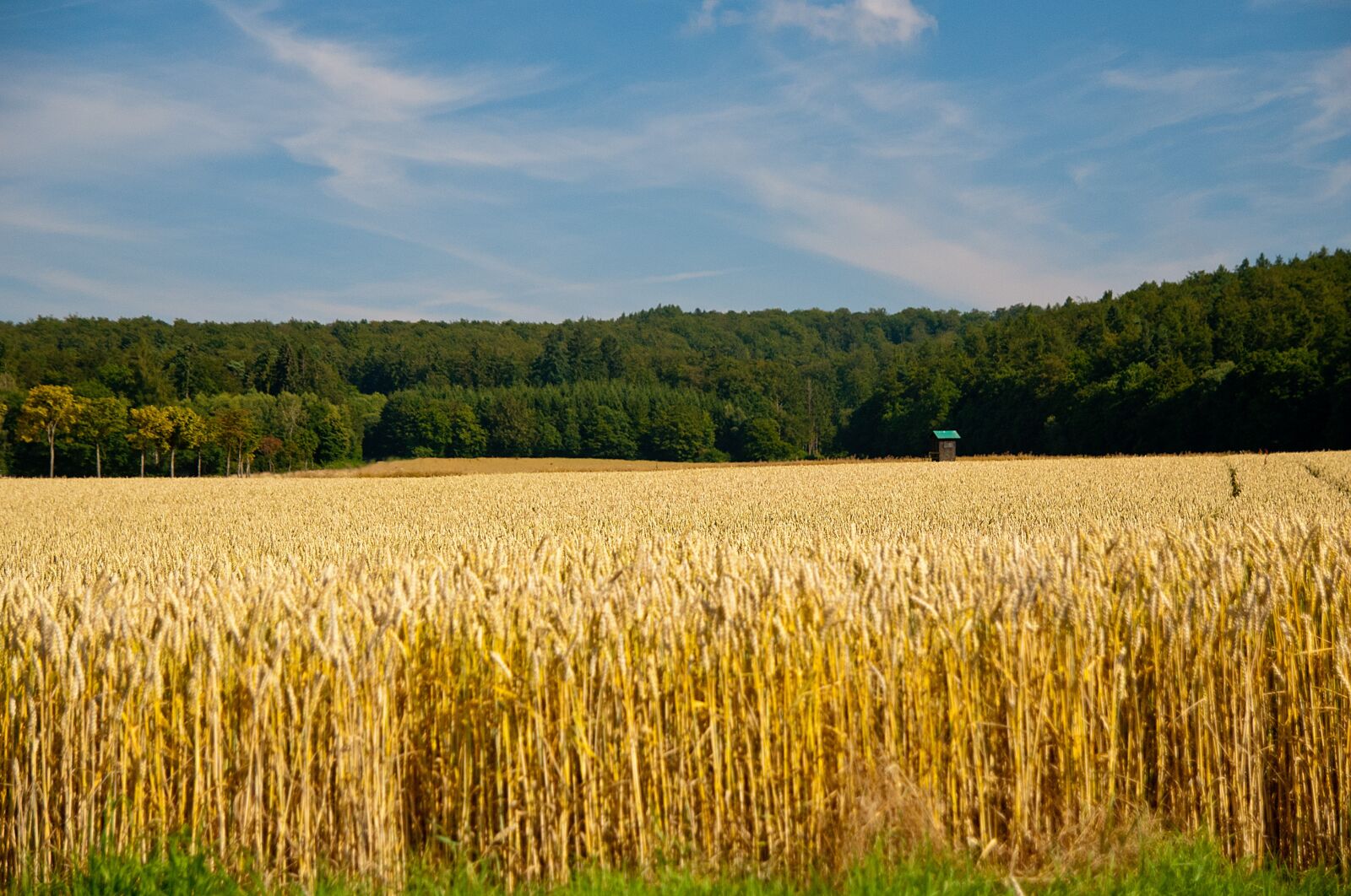Nikon D200 sample photo. Field, landscape, summer photography
