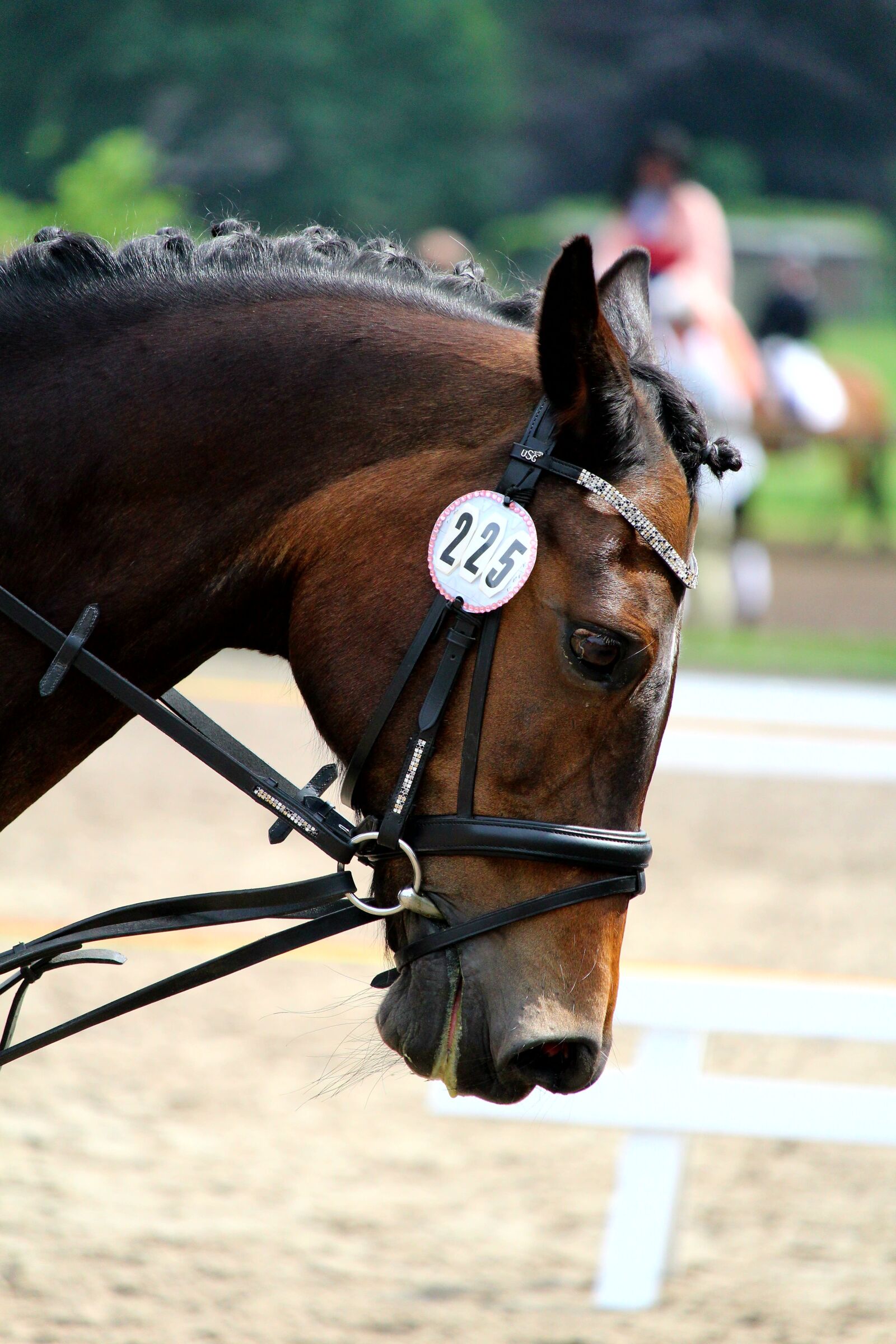 Canon EOS 1200D (EOS Rebel T5 / EOS Kiss X70 / EOS Hi) sample photo. Horse, horse head, animal photography