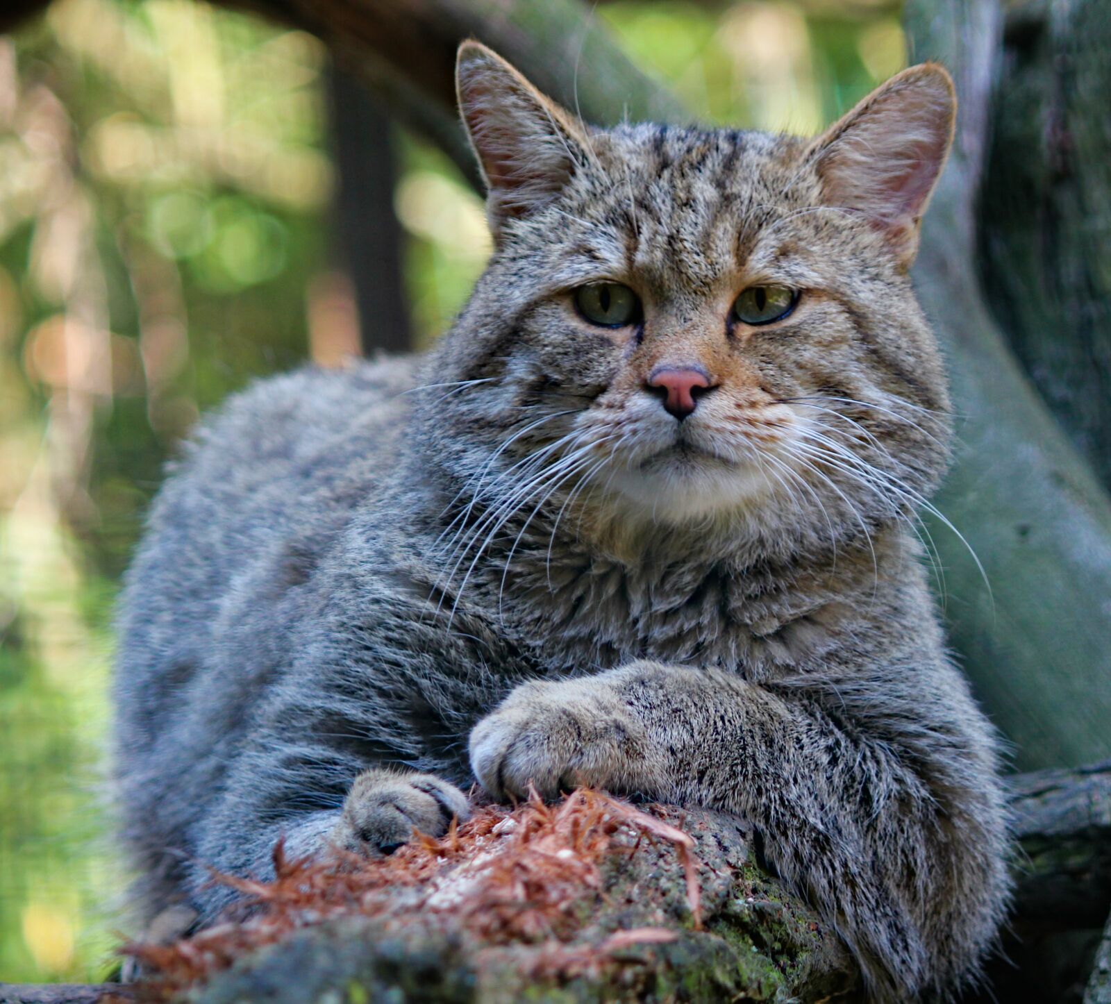 Canon EOS 550D (EOS Rebel T2i / EOS Kiss X4) sample photo. Cat, wild, beast photography