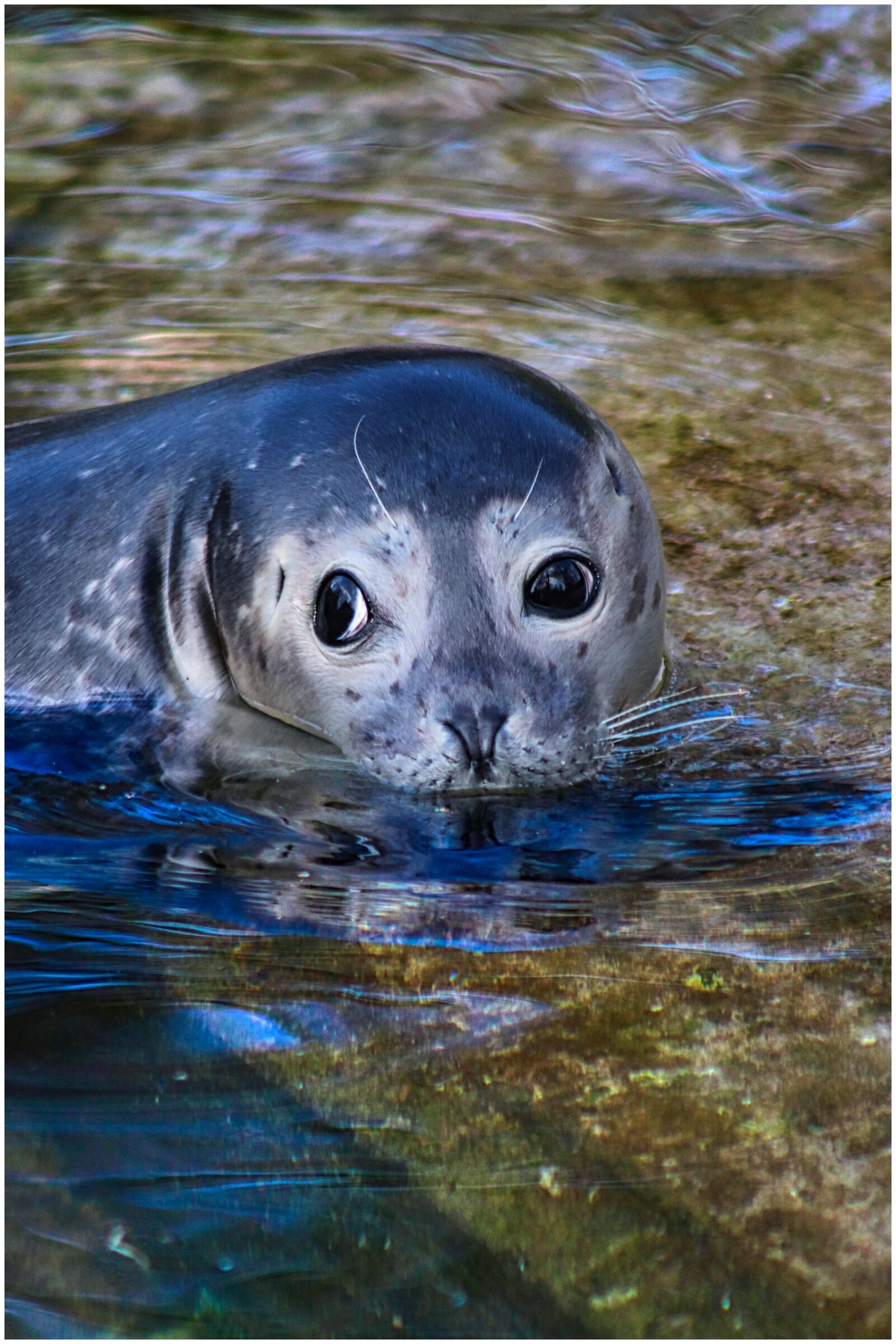 Canon EF75-300mm f/4-5.6 sample photo. Robbe, water, seal photography