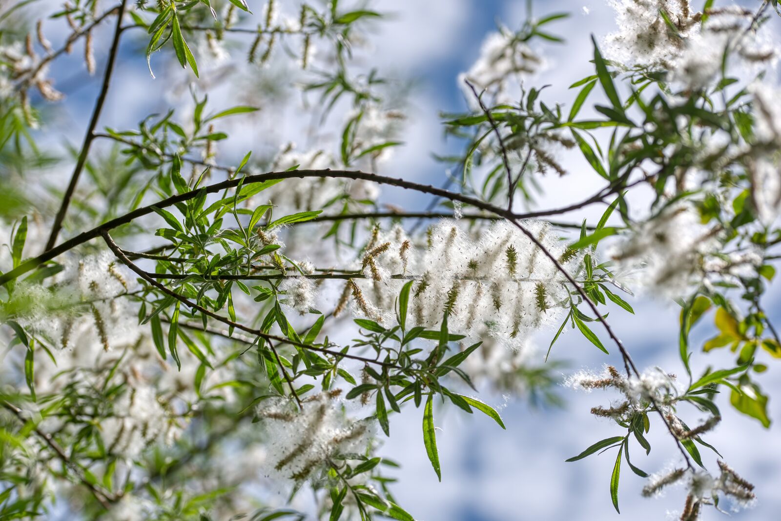 Nikon D750 sample photo. Poplar fluff, poplar wool photography