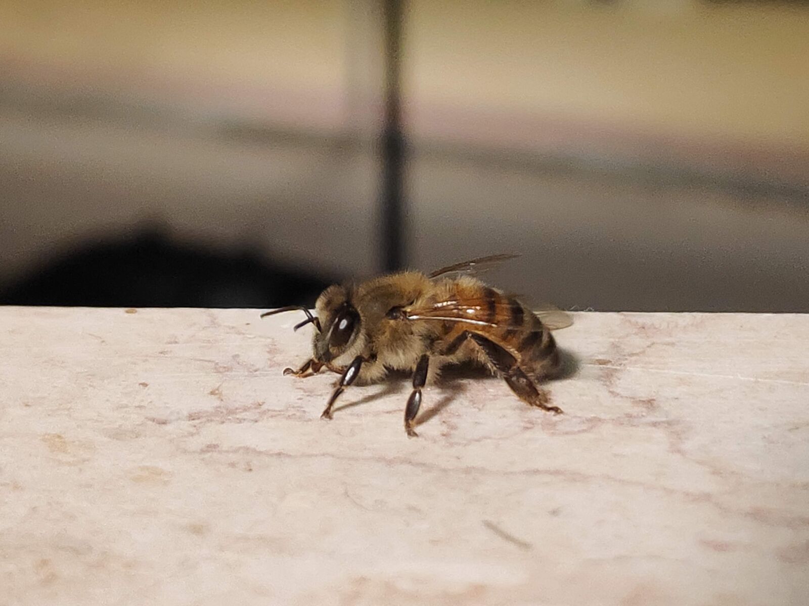 Xiaomi POCO F1 sample photo. Bee, antennas, insects photography