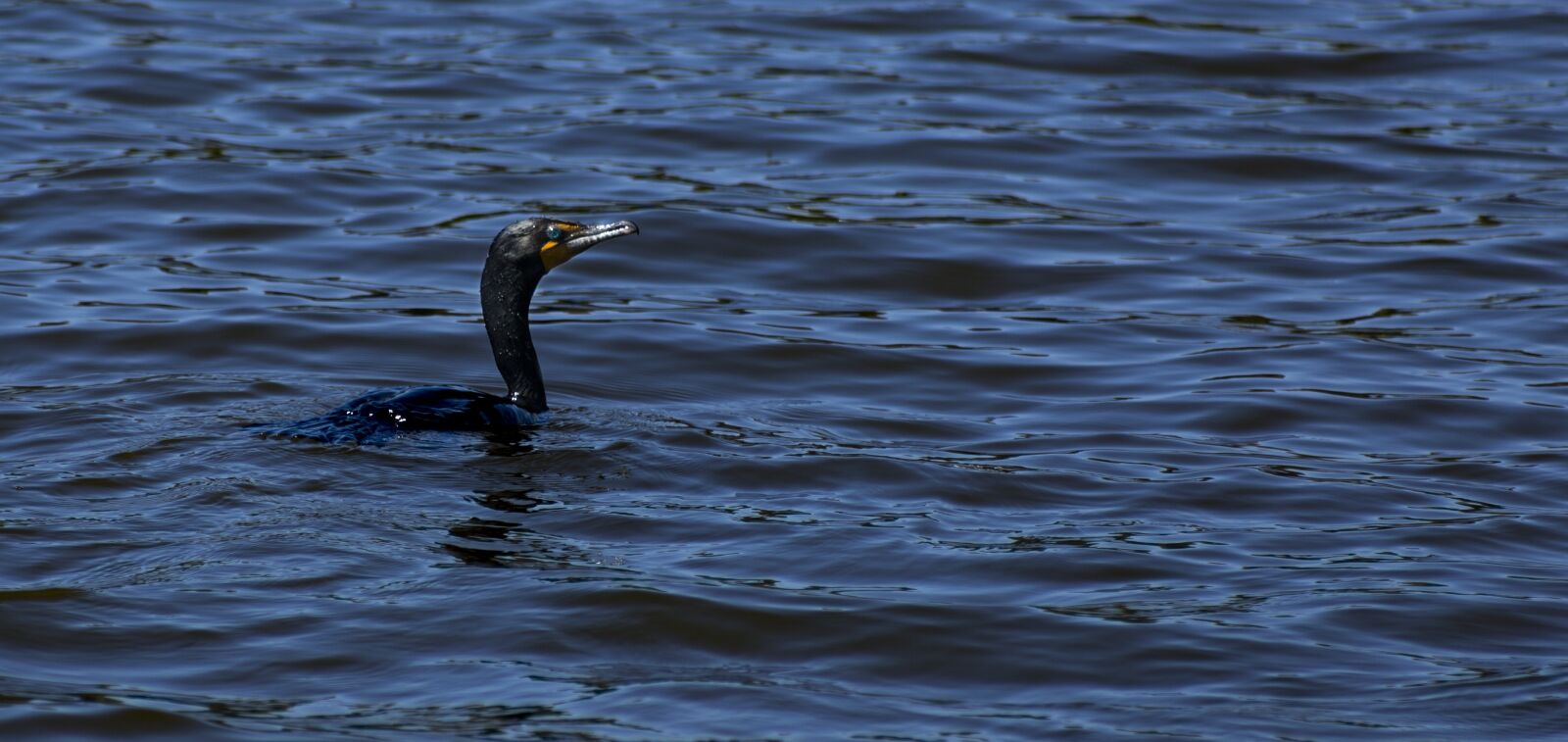 Canon EF 75-300mm f/4-5.6 USM sample photo. Double-crested cormorant, cormorant, double-crested photography