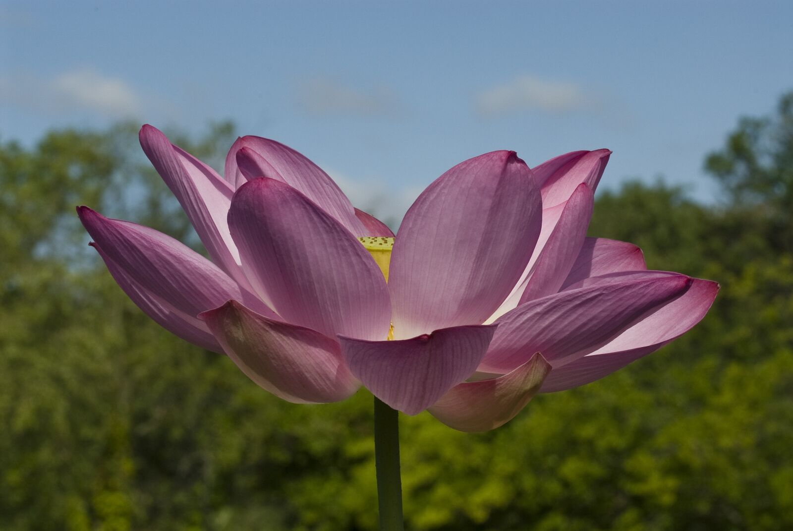 Nikon D200 sample photo. Lotus blossom, flower, nature photography