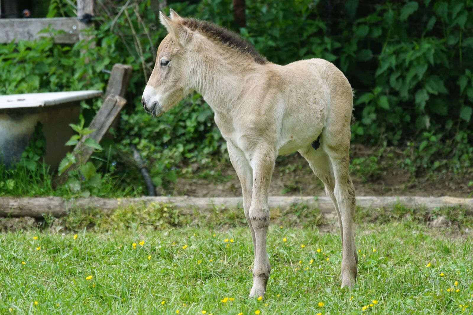 Sony ILCA-77M2 + Sony 70-400mm F4-5.6 G SSM sample photo. Przewalski, foal, wild horse photography