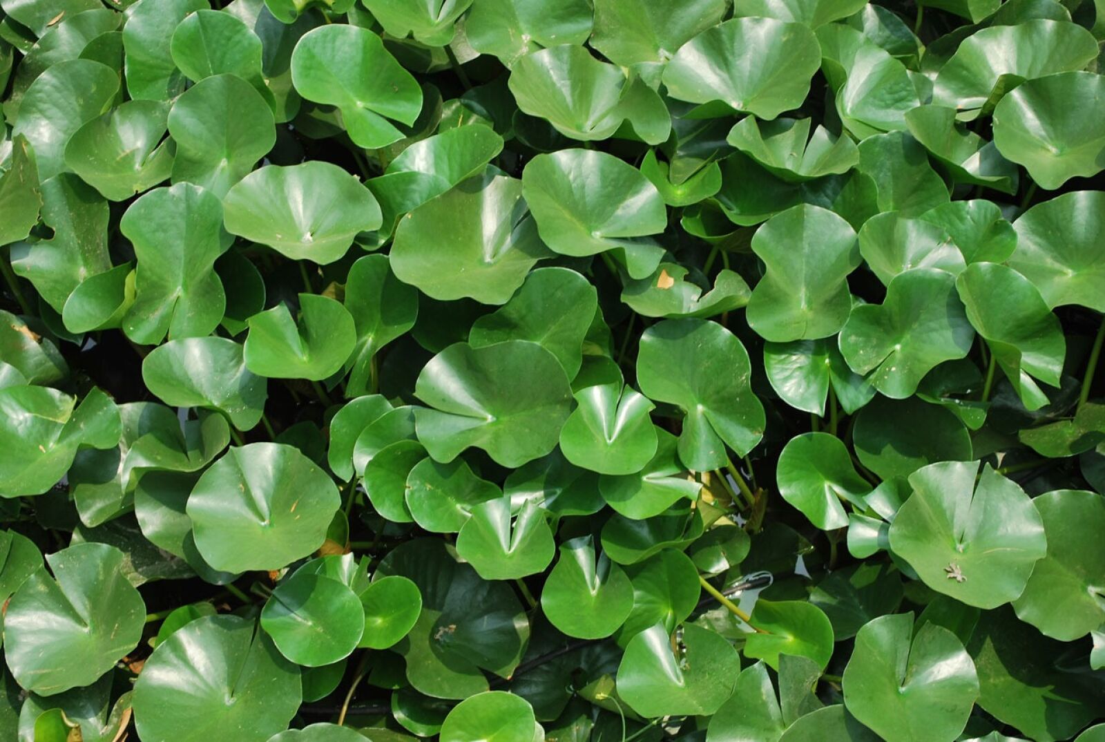 Nikon D60 sample photo. Lily, pad, leaves photography