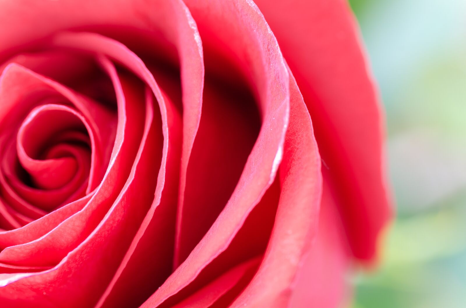 Nikon D5100 sample photo. Flower, rose, macro photography