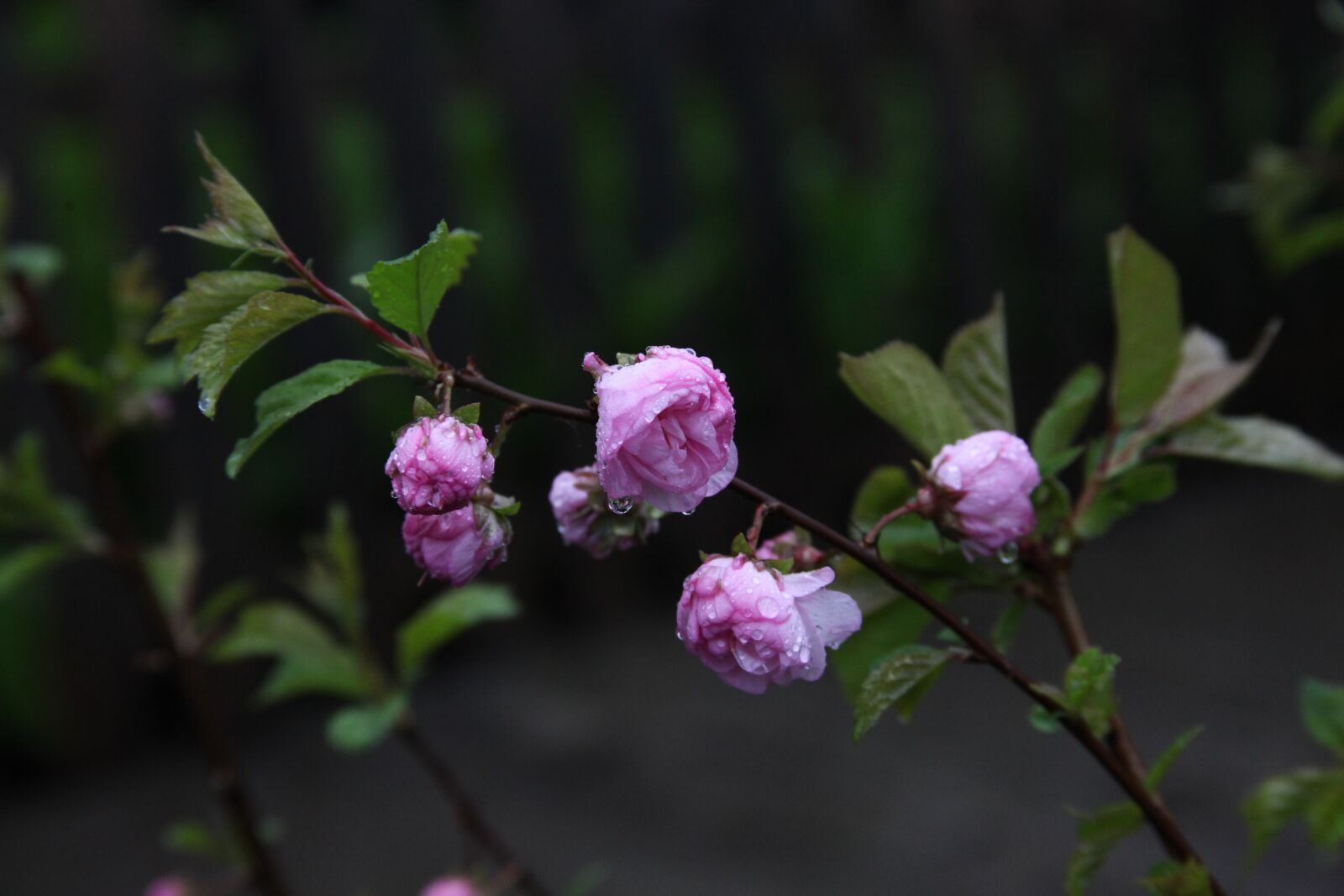 Canon EOS 5D Mark II sample photo. Almond, blossoming almond, pink photography
