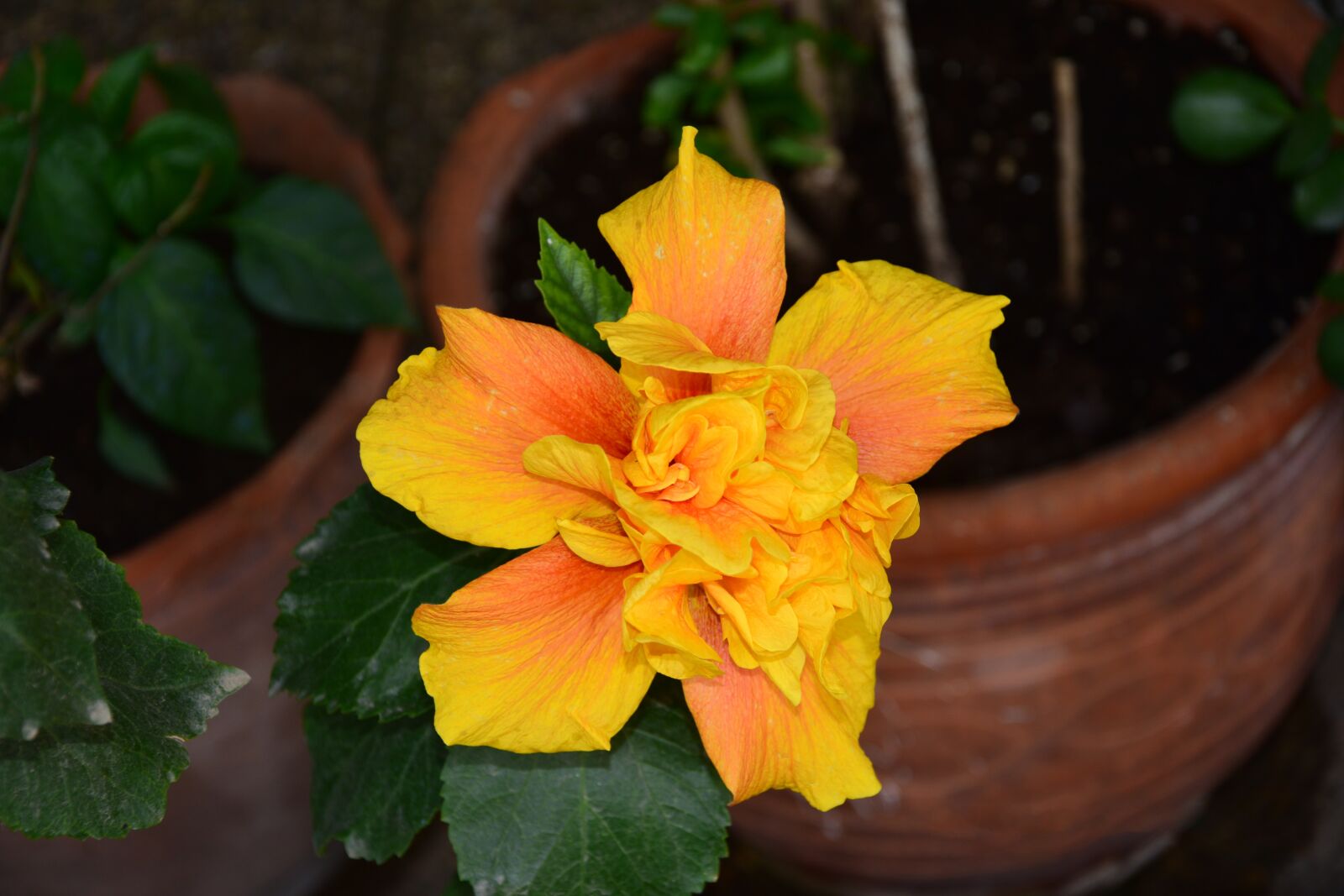 Nikon D3300 sample photo. Flower, garden, summer photography