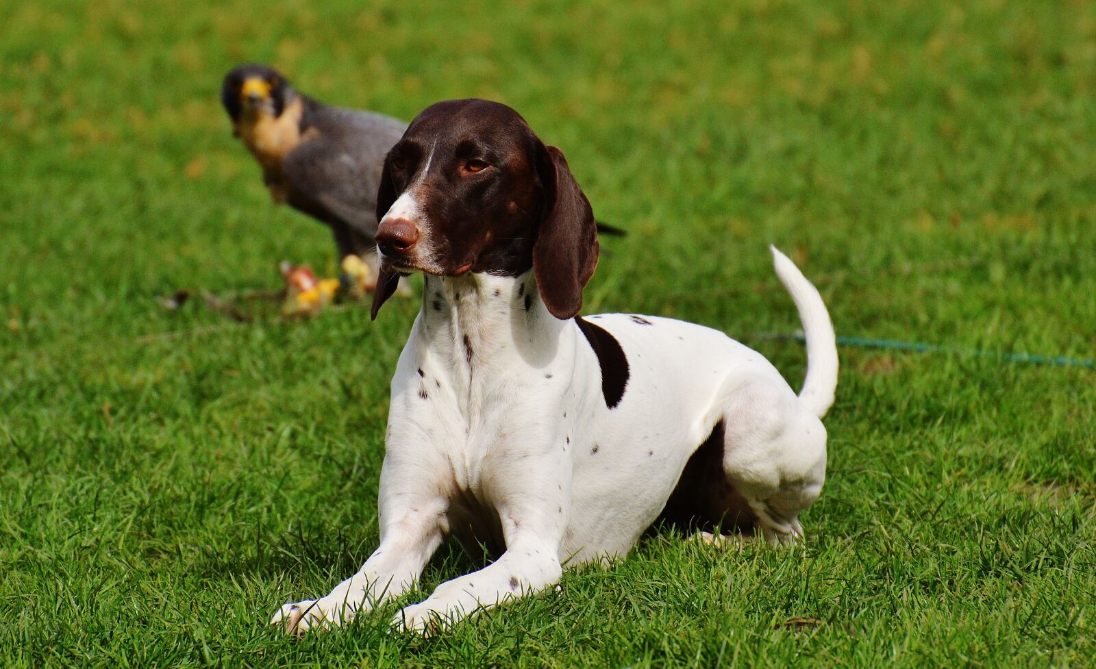 Nikon D3200 sample photo. Dog, wildpark poing, cute photography