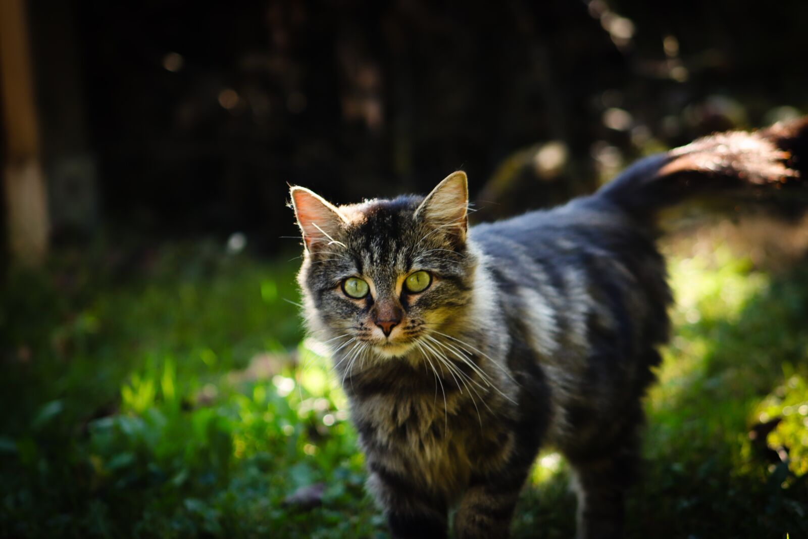 Canon EF75-300mm f/4-5.6 sample photo. Cat, pet, kitten photography