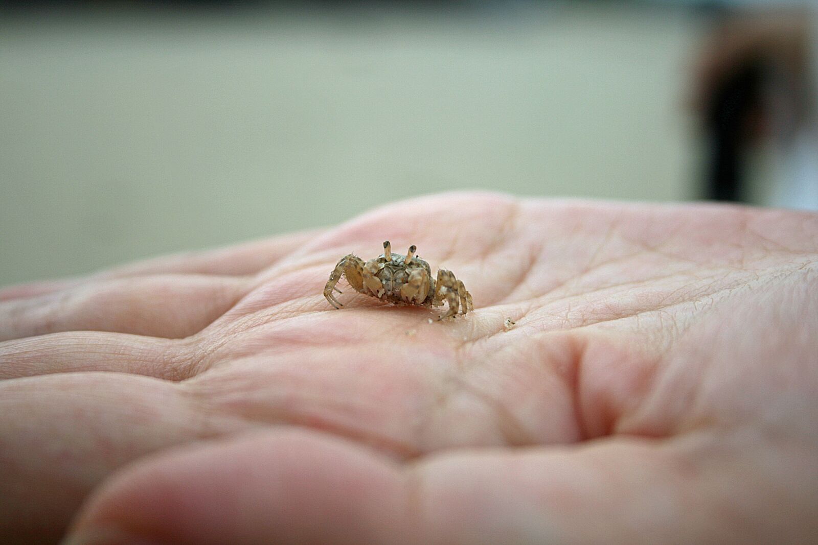 Canon EOS 400D (EOS Digital Rebel XTi / EOS Kiss Digital X) sample photo. Crab, hand, nature photography